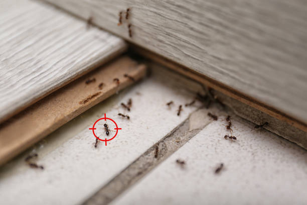 Best Residential Pest Control  in Dallas, OR