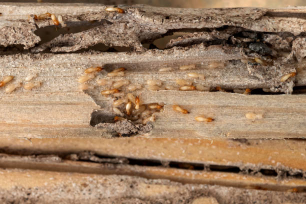 Best Mosquito Control Services  in Dallas, OR